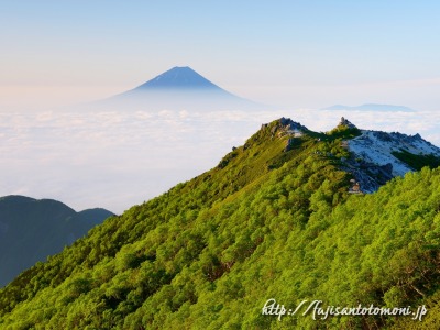 観音岳から新緑と雲海と富士山
