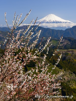 清水吉原の梅と富士山