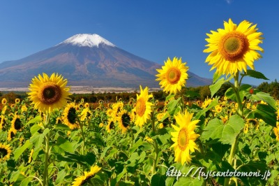 花の都公園のヒマワリと富士山