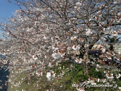 まだ蕾が残る桜