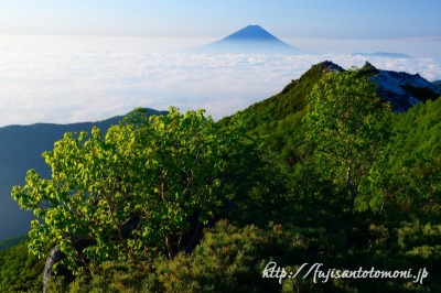 鳳凰三山の新緑と雲海に浮かぶ富士山