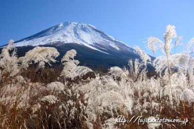 軽水林道のススキと富士山