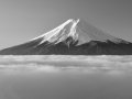 美瑛町「哲学の木」伐採　富士山写真家として思うこと…の写真