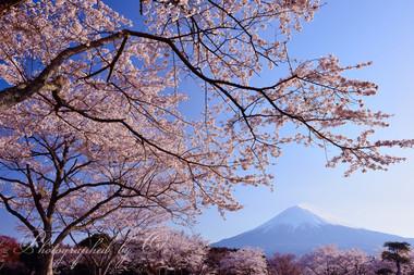 満開の桜に朝の光が射してくる。  ― 静岡県富士宮市 2014年4月