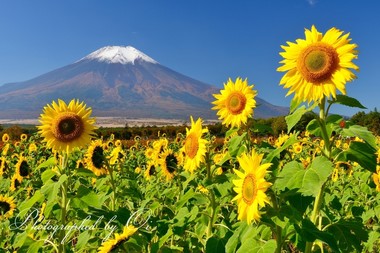 冠雪の富士山と元気なヒマワリ。  ― 山梨県南都留郡山中湖村・花の都公園 2015年10月