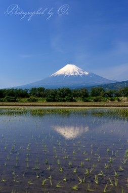 残雪の富士山を水田に映して。  ― 静岡県富士市 2014年5月