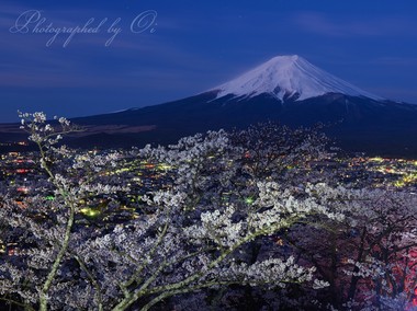 夜桜をライトアップして。  ― 山梨県富士吉田市 2015年4月