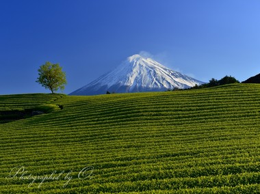 新芽が見頃。茶畑の美しい造形。  ― 静岡県・富士市 2013年4月