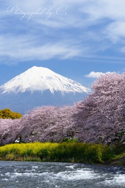春爛漫。ほのぼのする光景。  ― 静岡県富士市 2016年4月