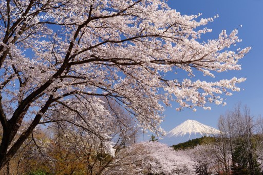 岩本山公園の桜と富士山の写真