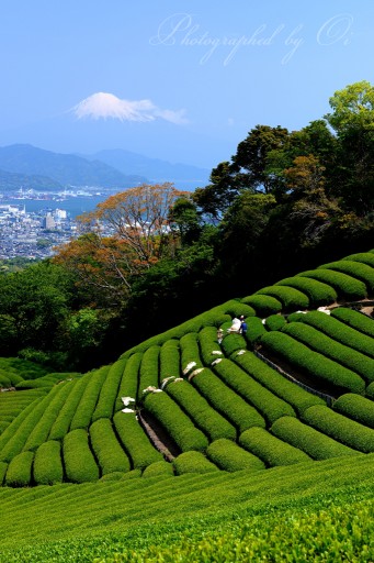 日本平の茶畑にて茶摘みの写真