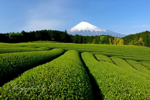 富士宮市杉田地区の茶畑の写真