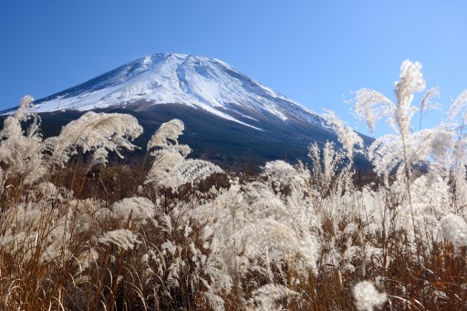 軽水林道のススキと富士山の写真