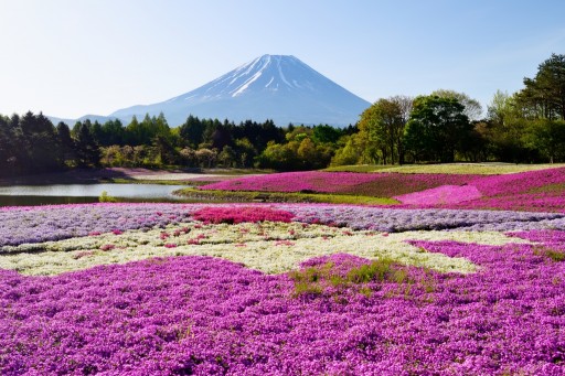 富士本栖湖リゾートの芝桜と富士山の写真