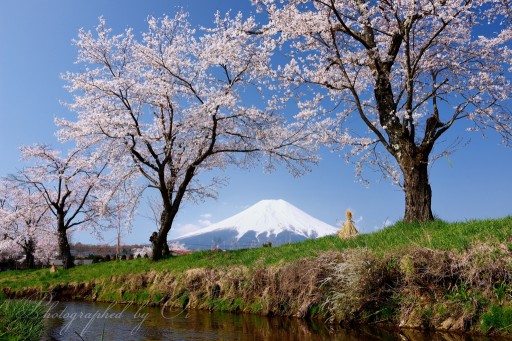 忍野村新名庄川の桜の写真