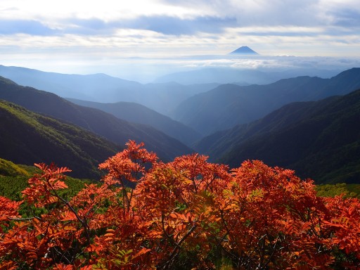 北岳のナナカマドと富士山の写真