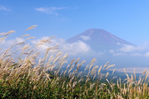 三国峠からススキと富士山の写真