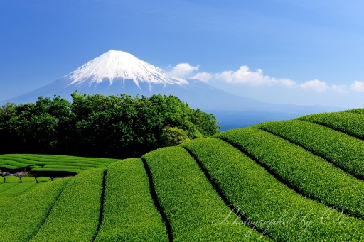 岩本山の茶畑の写真
