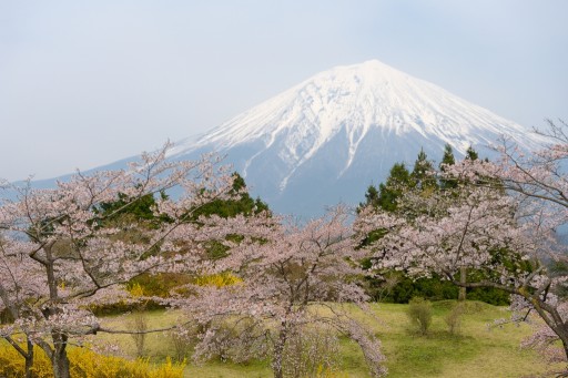富士桜自然墓地公園の桜と富士山の写真