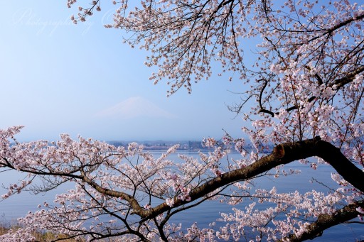 河口湖長崎の写真