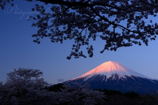 大石寺の桜と紅富士の写真