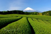 富士宮市杉田地区の茶畑の写真 「茶摘みは終われど」
