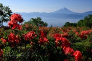 甘利山のレンゲツツジの写真 「彩色咲いて」