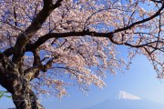 富士市雁公園の桜の写真 「春の息吹」