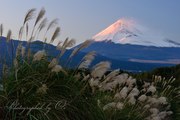 三島市からの富士山とススキの写真 「冬風」