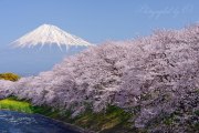 潤井川・龍巌淵の桜と富士山の写真 「春咲いて」