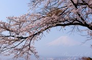 富士見孝徳公園の写真 「桜のアーチ」
