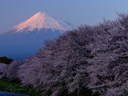 龍巌淵の桜と紅富士の写真 「染まる富士と」