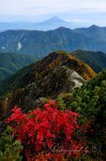 小赤石岳のナナカマドと富士山の写真 「稜線に彩る」