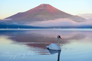 山中湖の白鳥と赤富士の写真 「調子はどうだい？」