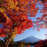 河口湖の紅葉と富士山の写真 「西陽に彩る」