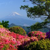 葛城山のツツジと富士山の写真 「春色フレーム」