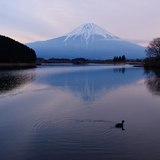 田貫湖より望む富士山と鴨の写真 「来客」