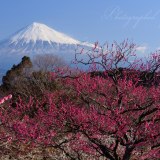 岩本山公園の梅の写真 「紅梅彩る」
