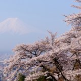 富士見孝徳公園の写真 「桜の息吹」