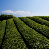 岩本山の茶畑と青空の写真 「そろそろこの季節」