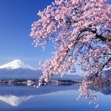 河口湖の桜と富士山（逆さ富士）の写真 「桜の時」