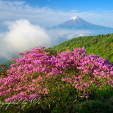 (三ツ峠山)三つ峠山荘前のミツバツツジと富士山と雲海の写真 「雲上の楽園」