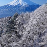 三つ峠山から望む樹氷と富士山の写真 「銀枝」
