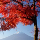 河口湖の紅葉と富士山の写真 「紅の冠」
