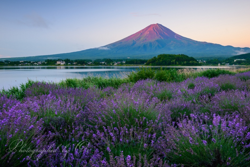 大石公園のラベンダー畑と赤富士(富士山)の写真