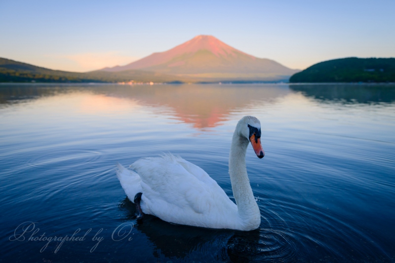 山中湖の白鳥と山中湖に映る富士山(赤富士)の写真