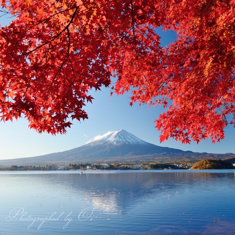 河口湖の紅葉と富士山（逆さ富士）