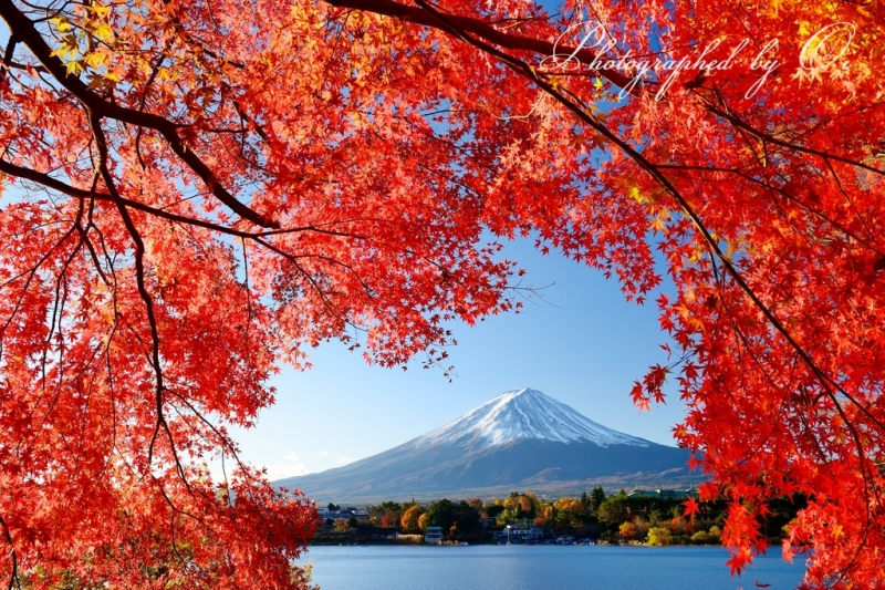 河口湖より望む紅葉と富士山