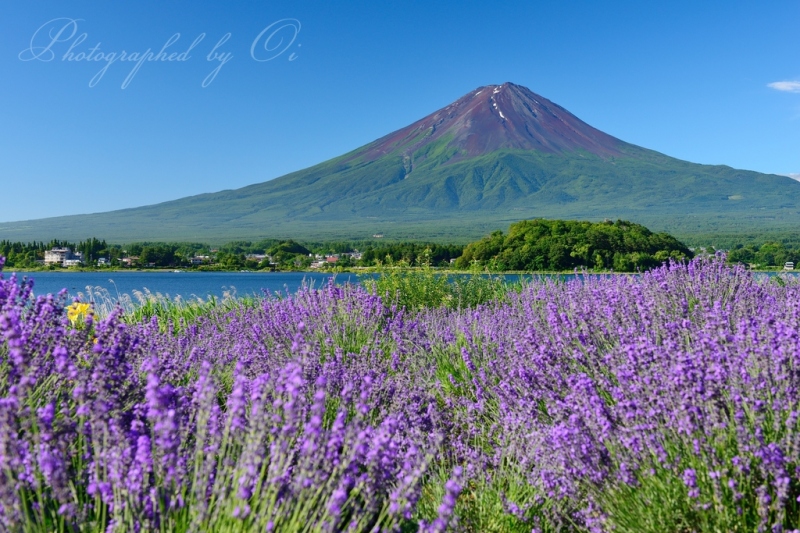 大石公園のラベンダー畑と富士山の写真