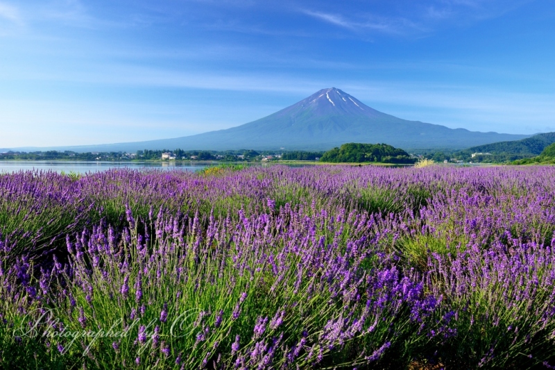 大石公園より望むラベンダーと富士山